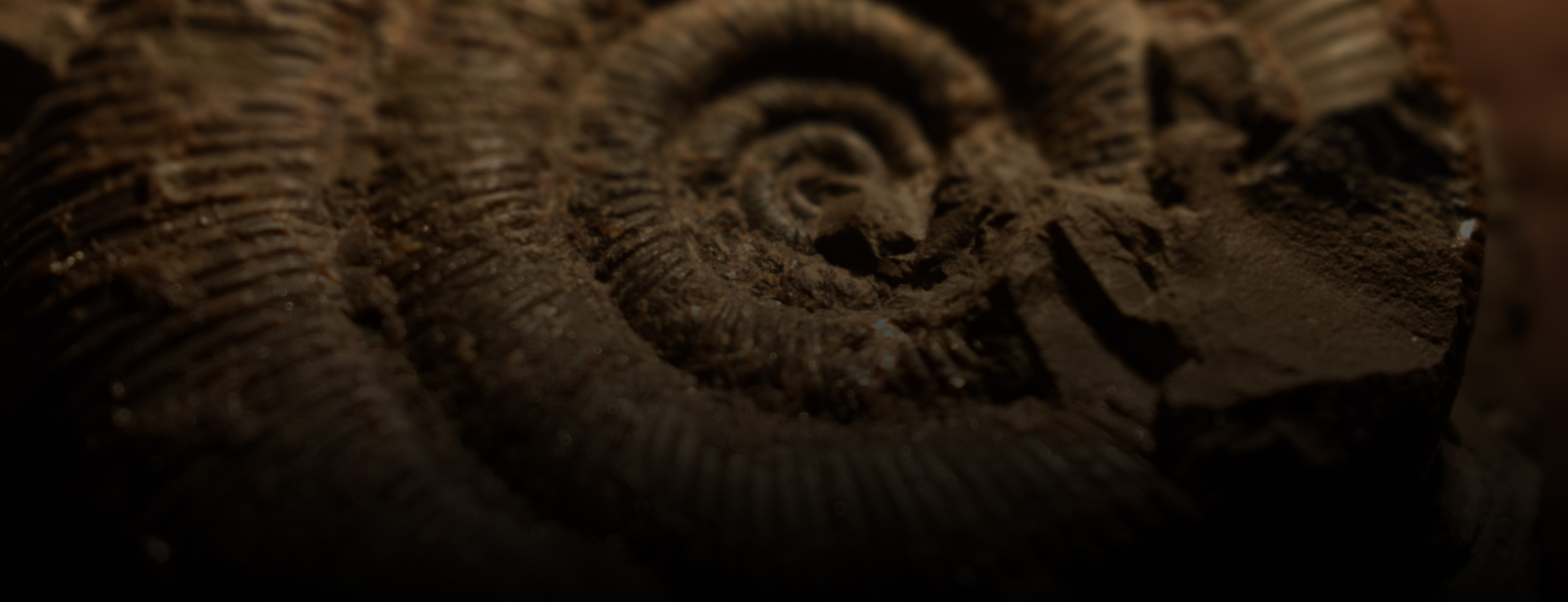 An brown-coloured ammonite fossil lit from the top and becoming darker towards the bottom. 