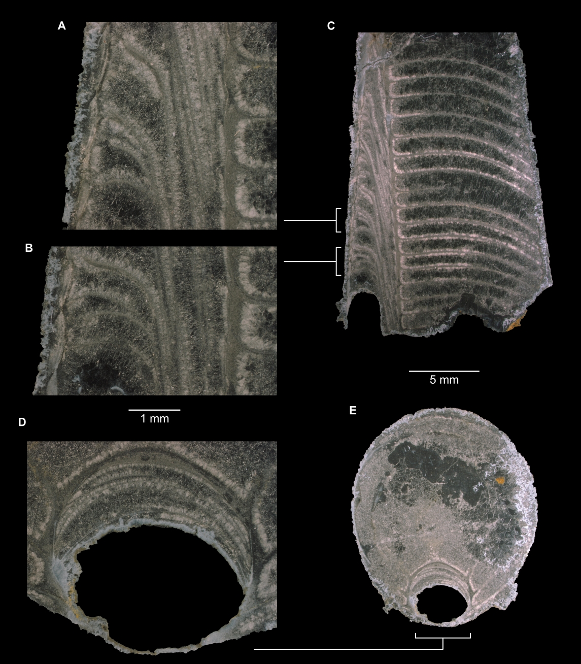 Longitudinal and perpendicular cross sections of the paratype of Ninmarooceras ramosum showing the siphuncle and diaphragms of the specimen.