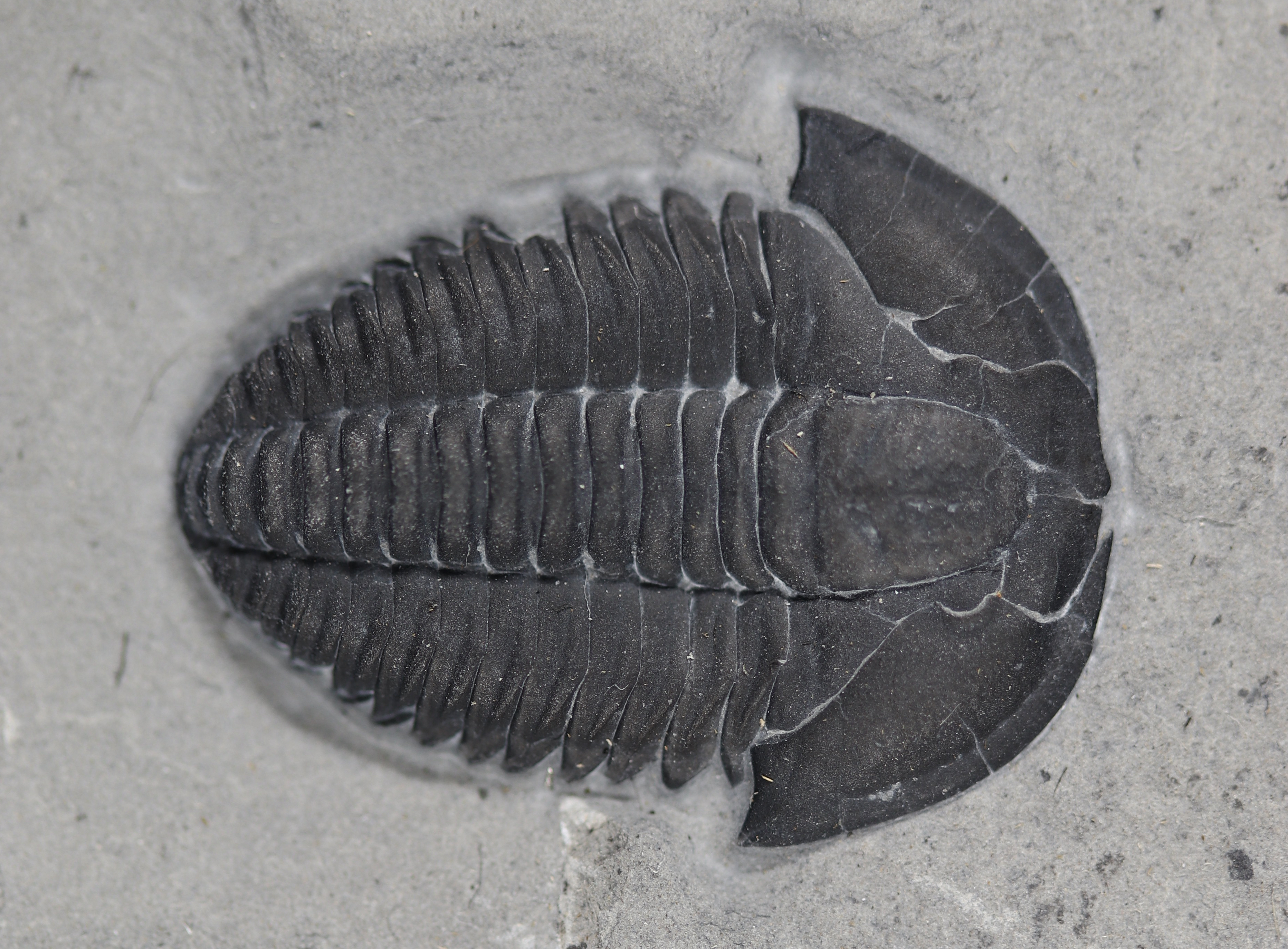 trilobite photo