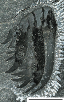 A greyscale image of a Hurdia fossil as a dark grey carbonaceous impression on lighter grey shale.