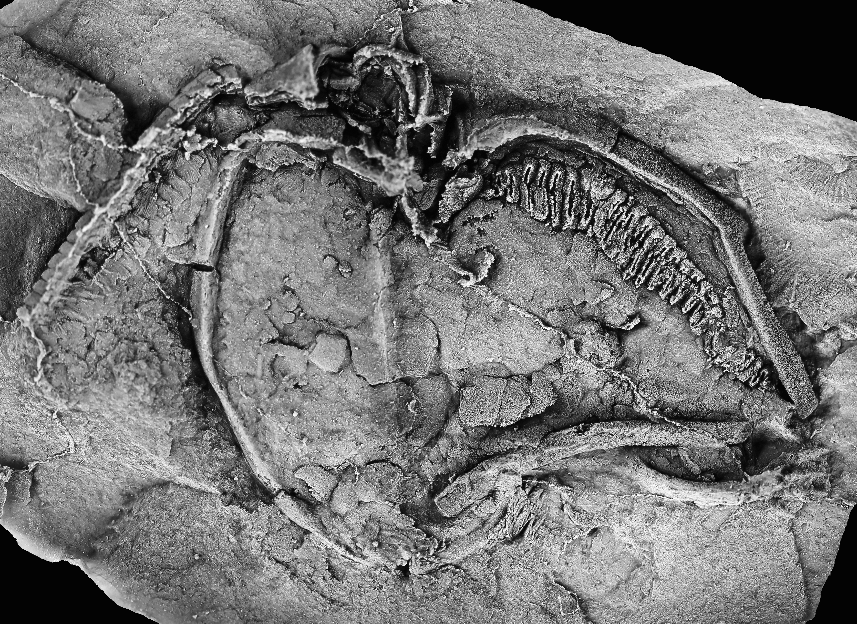 greyscale photograph of the cast of holotype Thoralicystis melchiori